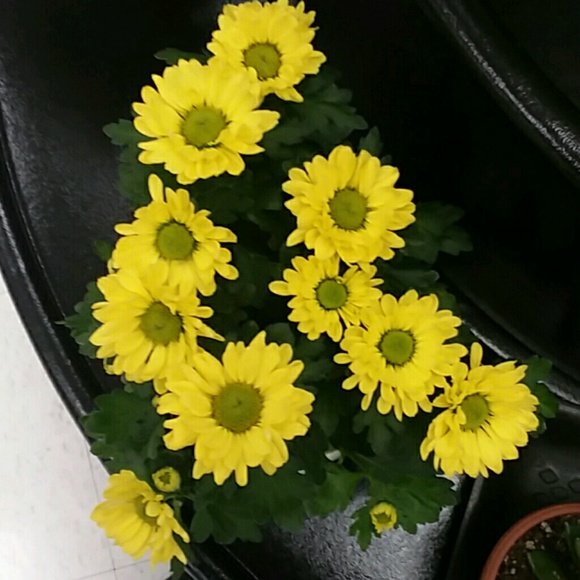 Meet your Posher, Yolanda - Picture 1 of 1